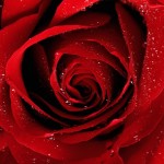 rosas