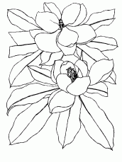 desenho de flor para colorir online