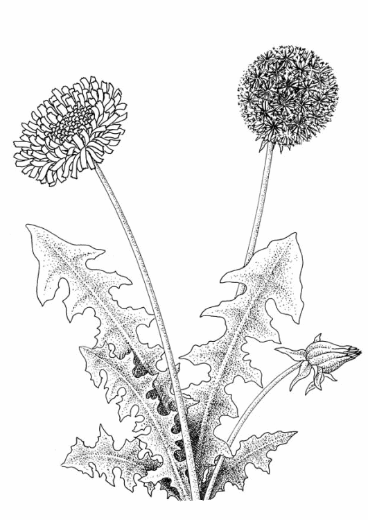 desenho flor para imprimir