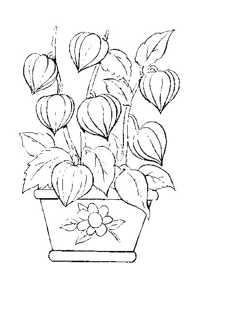 desenho para pintar flor