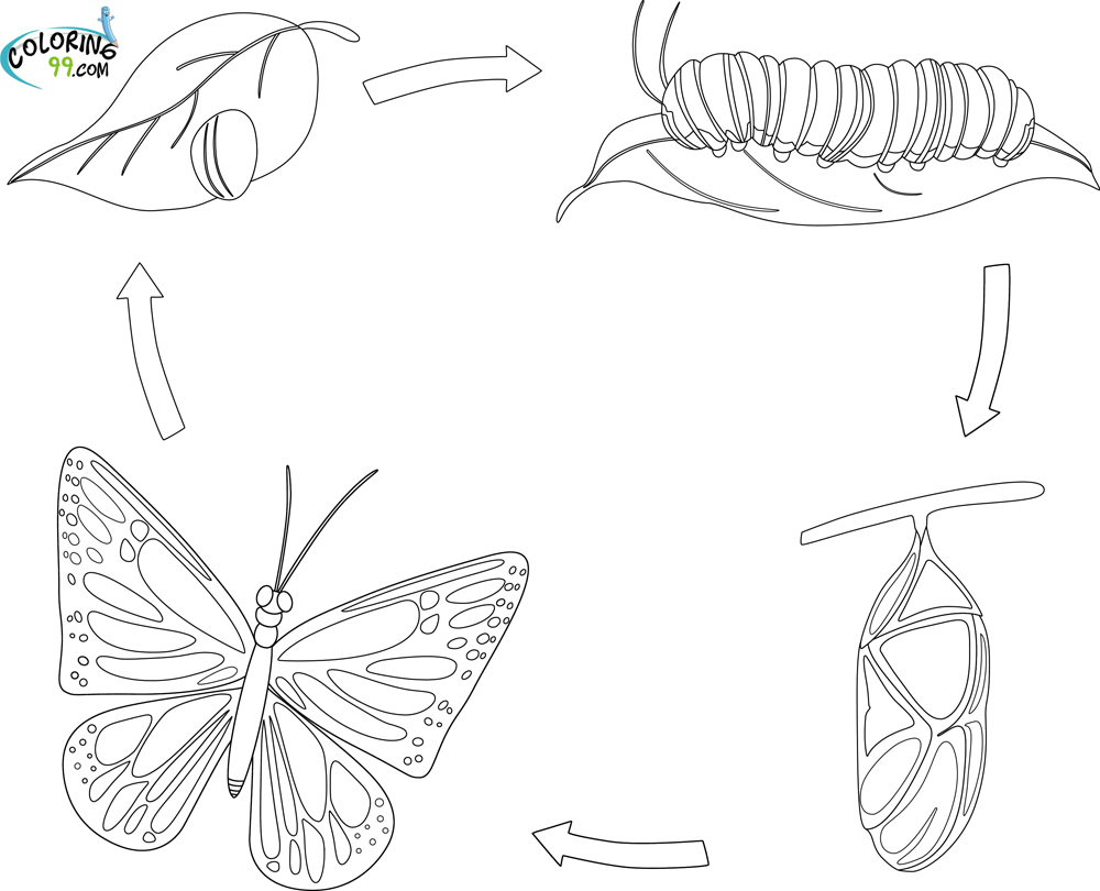 jogo das borboleta para pintar