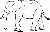 desenho de elefante para colorir