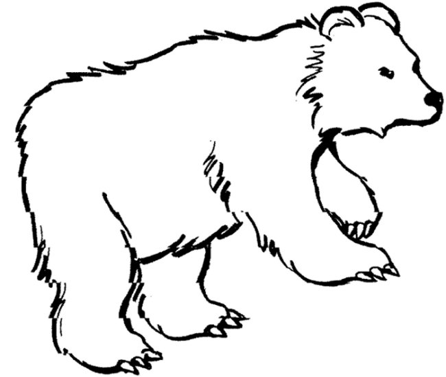 desenho de urso para colorir