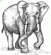 desenho para colorir elefante