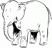 imagem de elefante para colorir