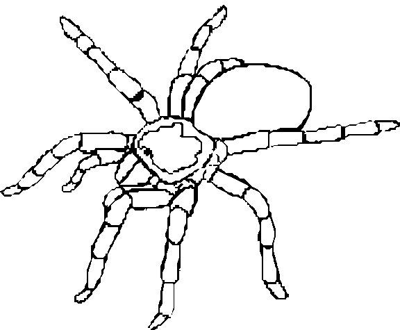 aranhas para colorir