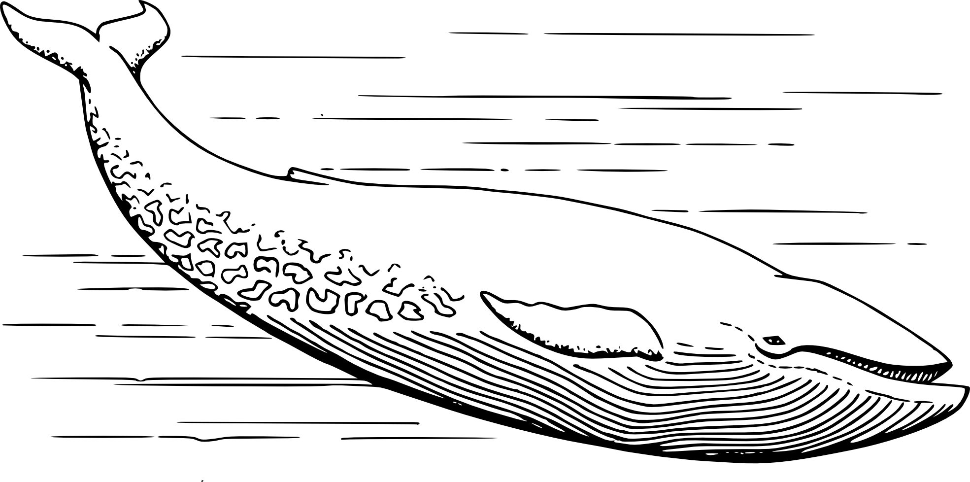 baleia no mar para colorir