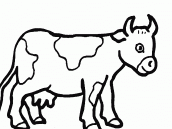 colorir vaca