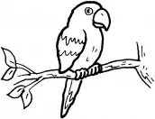 desenhar papagaio