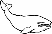 desenho baleia para colorir
