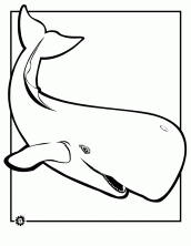 desenho de baleia para colorir