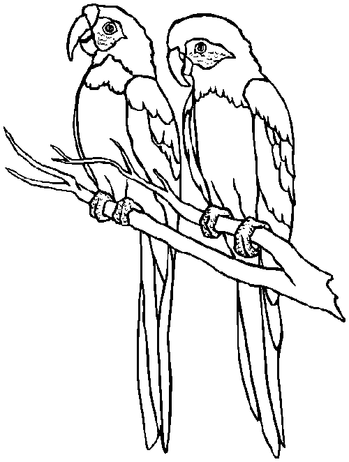 desenho de papagaio para imprimir