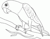 desenho de papagaio para pintar