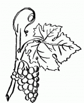 desenho de uva para colorir