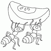 desenho formiga para pintar