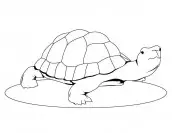 desenho para colorir tartaruga