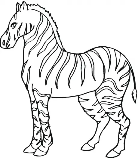 desenho para pintar zebra