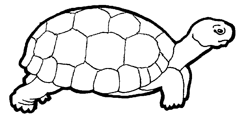 desenho tartaruga para colorir