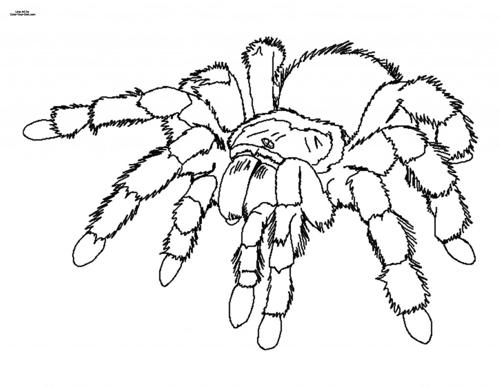 Desenho de aranha para colorir e imprimir