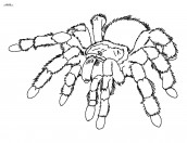 desenhos para colorir aranha