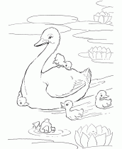 desenhos para colorir patos