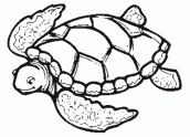 desenhos para colorir tartarugas
