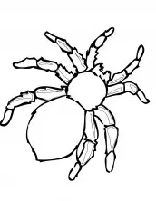 desenhos para imprimir de aranha
