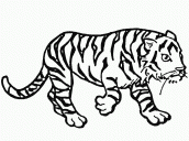 desenhos para imprimir tigre