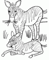 desenhos para imprimir zebra