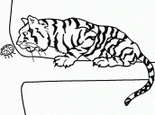 desenhos para pintar tigre