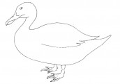 desenhos pato para colorir