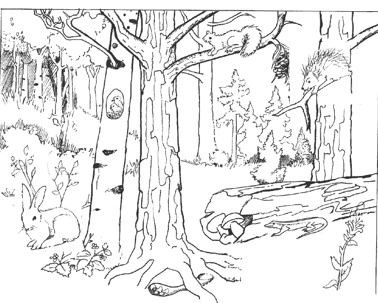 florestas para pintar