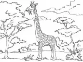 girafa comendo para colorir