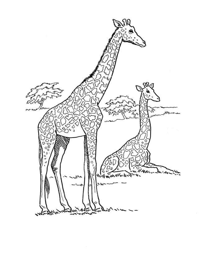 girafas descansando para colorir