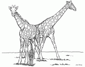 girafas no zoologico para colorir