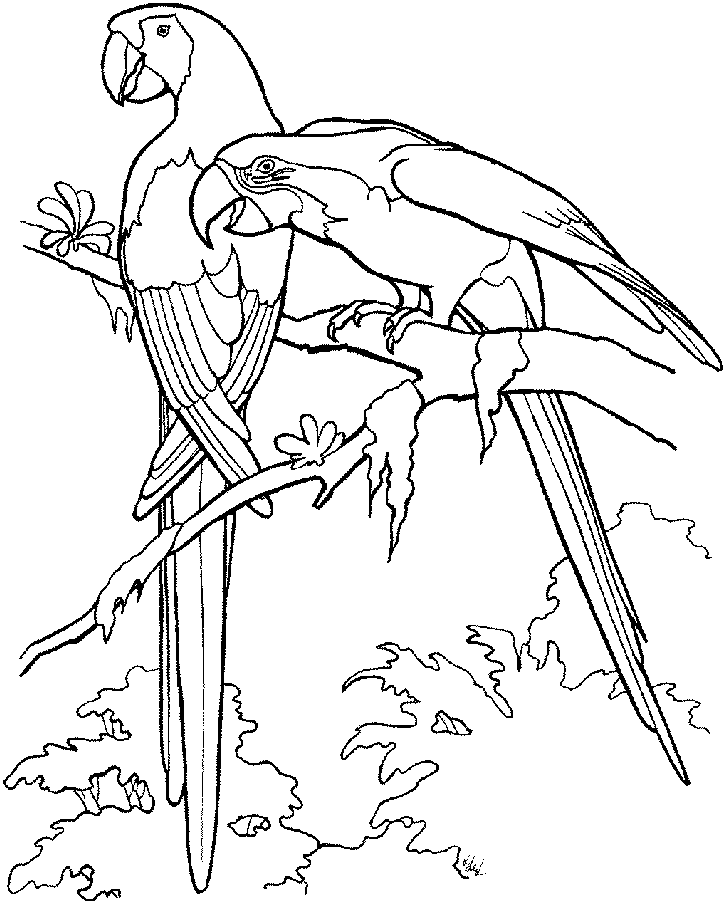 imagem de papagaio para pintar