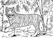 imagem de tigre para colorir