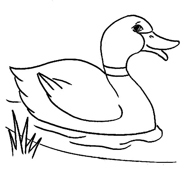 imagens de pato para colorir