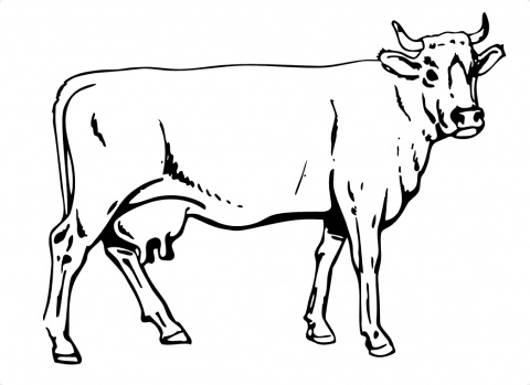 imprimir desenho de vaca