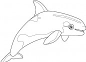orca baleia assassina para colorir