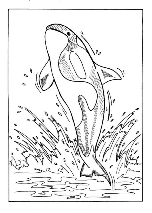 orca baleia para colorir