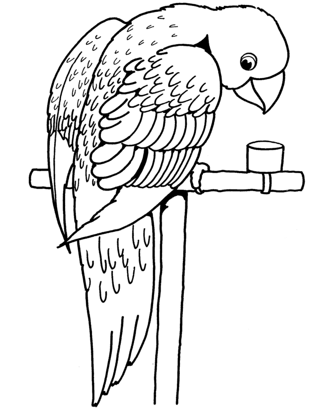 papagaio para colorir