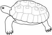 tartaruga desenho para colorir