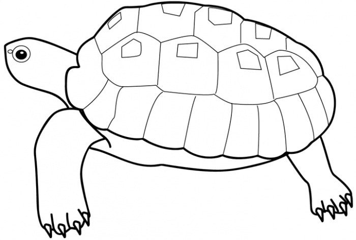 tartaruga desenho para colorir
