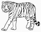 tigre para desenhar