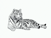 tigre pintar