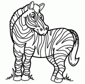 zebras para colorir