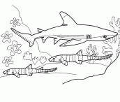 tubaroes para colorir