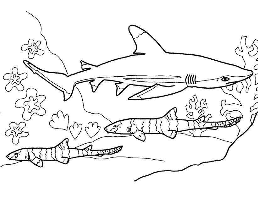 tubaroes para colorir