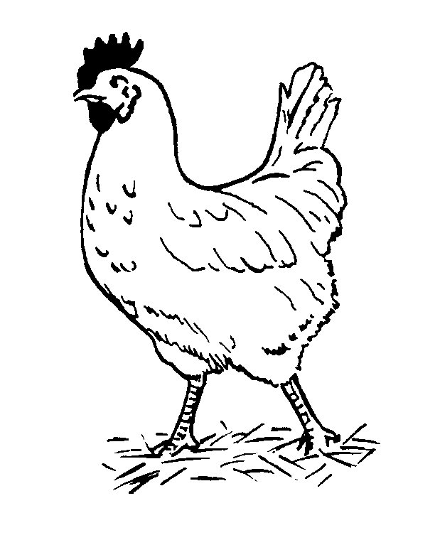 desenho de galinha para colorir